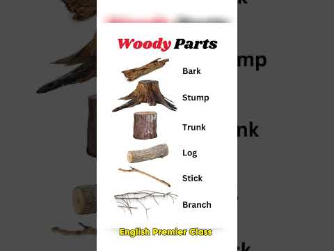 Parts of the Wood in English || #spokenenglish