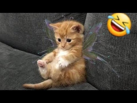 Wait For End Part 😂🤗😍 | New Funny Videos 2025 | Animals Video  | Cats Vs Dogs Funny videos daily