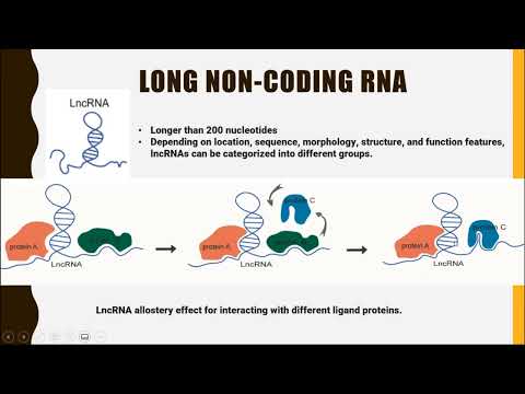 Long Noncoding RNA (lncRNA)