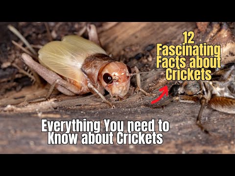 ❗12 Facts about Crickets 🦗 Cricket Insect Information💥