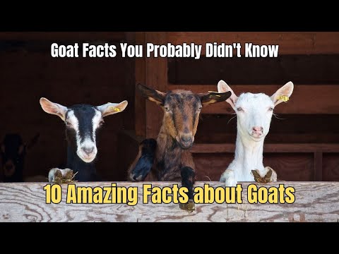 🐐10 Fascinating Goat Facts You Probably Didn't Know 💥 🐏 Facts about Goats