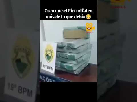 La primera chamba de Firulais