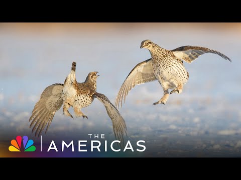 Tom Hanks Narrates How Sharp-Tailed Grouse Gather for a Mating Dance-Off | The Americas | NBC