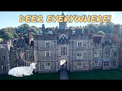 I Visit A WILD DEER PARK In Kent! Knole Park