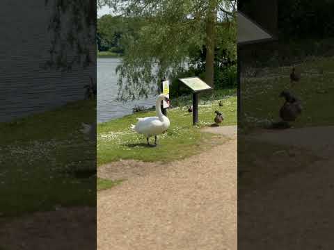 Swan #swan #wildlife #ducks #geese