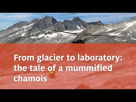 From glacier to laboratory: the tale of a mummified chamois