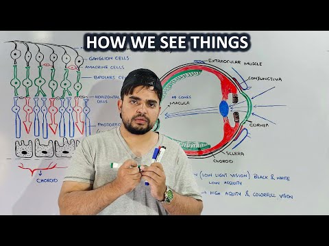 How human eye works (Physiology of Human eye) retina layer structure and function