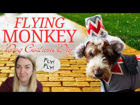 I Sewed My Dog a Flying Monkey Halloween Costume