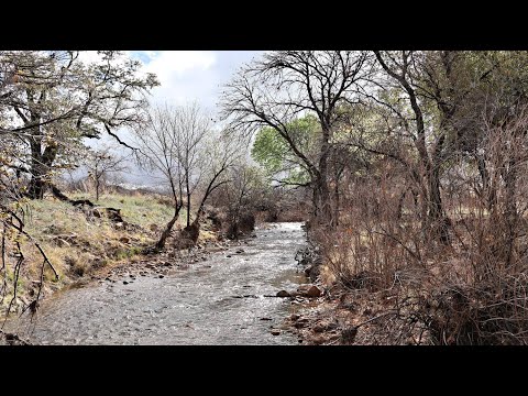 Wildlife camera Chiricahua Mountains in south east Arizona Cochise County Live streaming