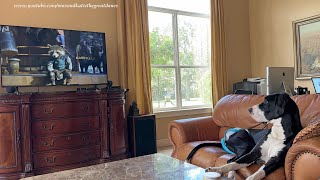 Funny Great Dane Is Fascinated By Guardians Of The Galaxy 3 Rocket