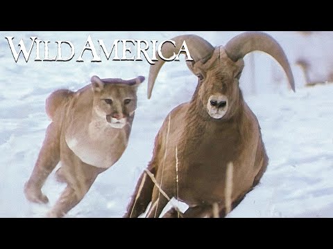 Wild America | S1 E7 Some Feet Have Noses | Full Episode HD