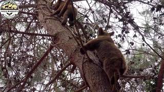 American Wildlife: The Race Against the Flames in Los Angeles #wildlife | Wild Majesty