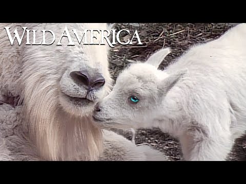 Wild America | S3 E4 Cliffhangers | Full Episode HD