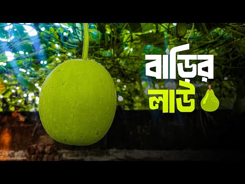 আমাদের বাড়ির লাউ গাছ, টমেটো গাছ | Vlog