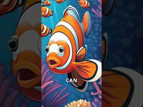 Discover the Colorful World of Clownfish!