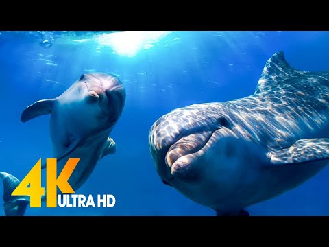 [NEW] 11HRS Stunning 4K Underwater Wonders + Relaxing Music | Coral Reefs & Colorful Sea Life