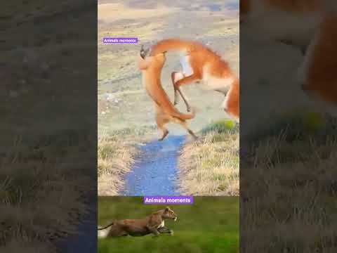 Puma vs guanaco real video