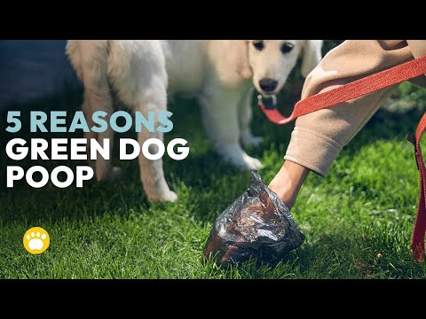 5 Reasons Why Your Dog's Poop Is Green