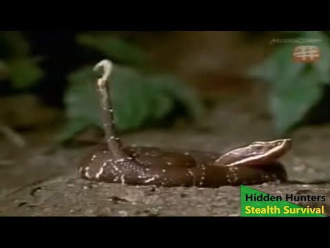 Hidden Hunter - Stealth Survival (Nature Documentary)