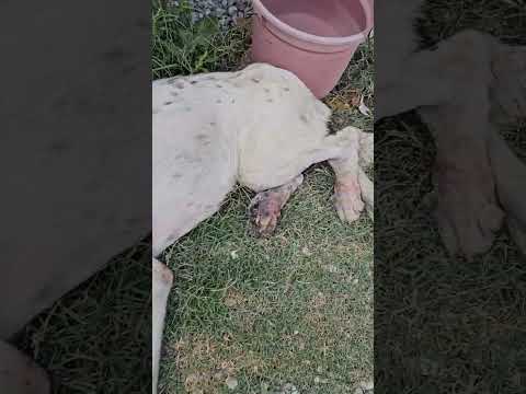 GRAPHIC: Flesh-Eating Maggots Claim This Hurting Pup’s Back Legs, Caretakers [STORY BELOW]