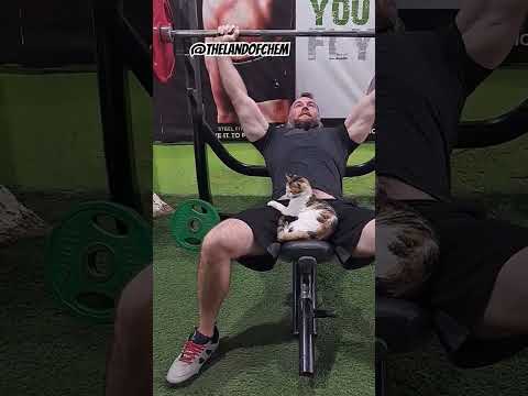 😻🏋️‍♀️ Egyptian Gym Cats! #gym #workout #cat #muscle #ironman #egypt #cats #catlover #catvideos