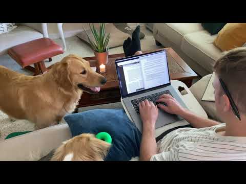 (5 hours) study with me and the dogs | ASMR, Sleep, Relax, Focus