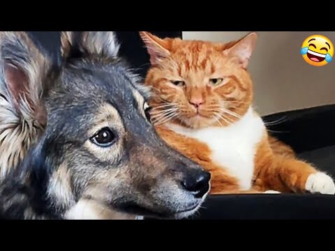 😻 New Funny Cats And Dogs Videos 2025 😆 Best Funniest Animal Videos 😂 PART 31