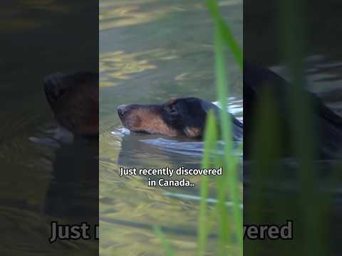 NEW Species of ‘Wiener Beaver’