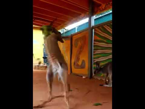 Raygun stole her dance moves from Kangaroos! 😂👀😂 #Raygun #Kangaroo #Australian #Funny