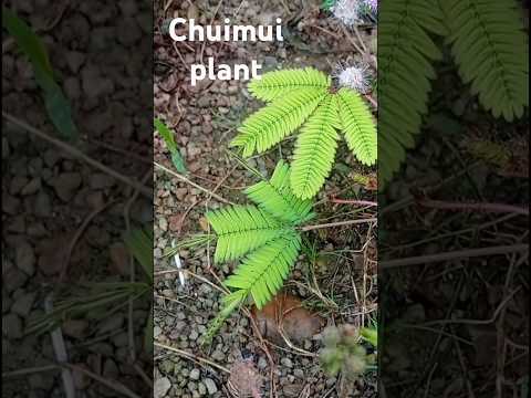 #chuimui #magicplant #mimosapudica #short