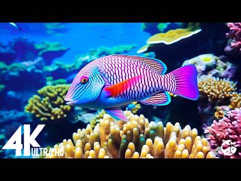 Aquarium 4K VIDEO ULTRA HD - Beautiful Coral Reef Fish - Sleep Relaxing Meditation Music