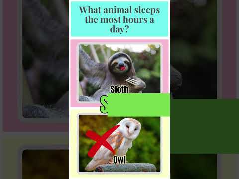 🎯 Animal Quiz English Easy 🚦What animal is known for mimicking sound ⛵ #shorts #triviatime