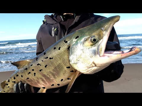 サケ釣ったら寄生虫まみれだった