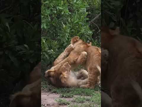 Baby lions playing with his mother