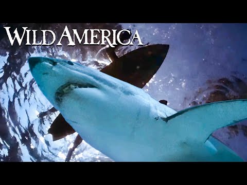 Wild America | S1 E6 Season of the Seals | Full Episode HD