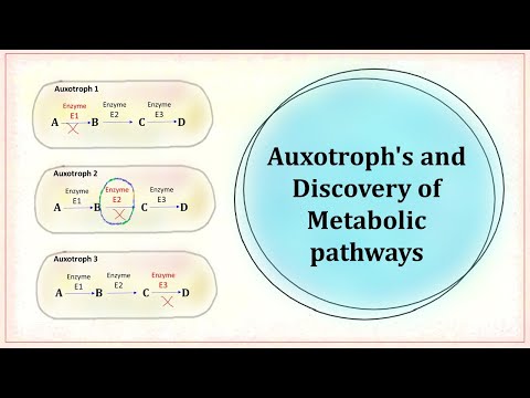 Auxotroph and discovery of metabolic pathway.