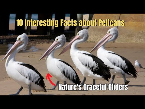 ✅ 🦤 10 Interesting Facts about Pelicans 🦢 Pelicans Birds Education Videos