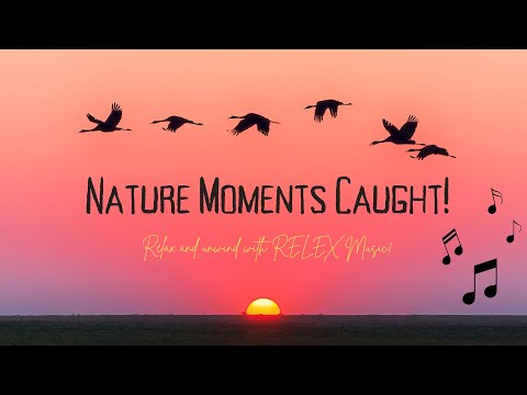 Incredible Nature Moments Caught On Camera