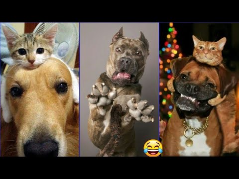 😻 New Funny Cats and Dogs Videos 2025 😆 Best Funniest Animal Videos 😂 PART 30