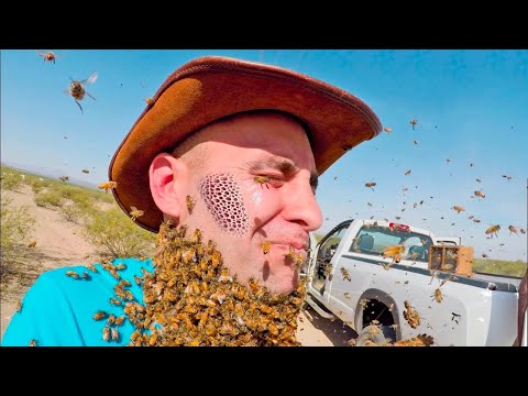 these BEES are attacking me.. (HELP)