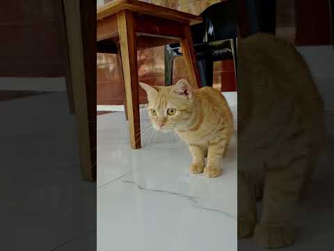 ശുദ്ധ തെമ്മാടി. Funny Cats. Beowncat