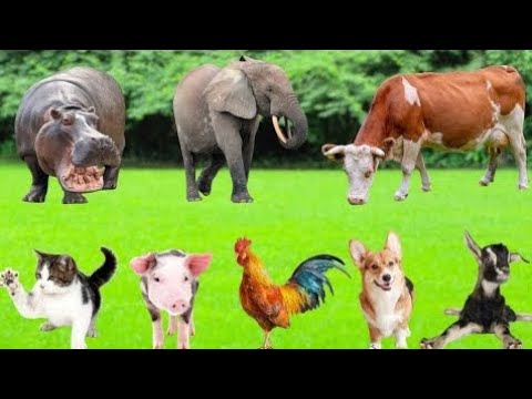 Collection_of_cute_animal_sounds__Cow,_Cat,_Chicken,_Dog,_Sheep,_Cat,_Horse_-_Cute_Animal_Moments