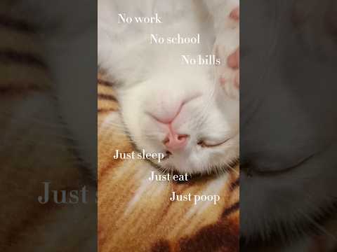 My Cat's Job Description #kitten #cat #adoptedcat #funnycats #cute #nikki #pet