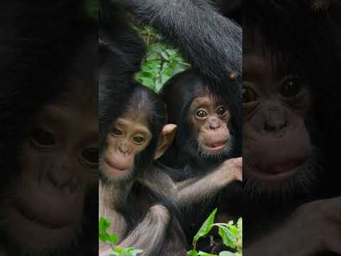 These baby Chimps love to just hang around #Chimps #BabyAnimals #NatGeoKids