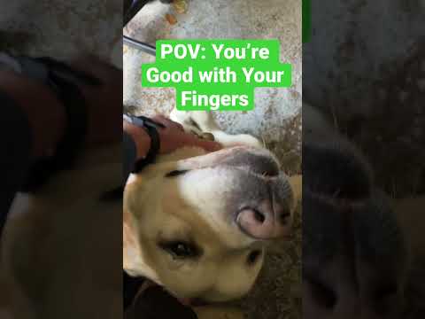 POV: You’re Good with Your Fingers #Dog #DogVideo #dogs #labrador