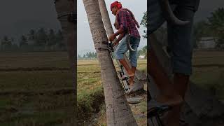 coconut tree climbing machine | agriculture | maram yerum karuvi Jp tamil tv