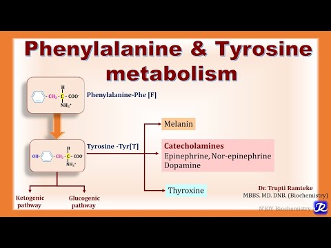 7: Overview of Phenylalanine & Tyrosine metabolism | Amino Acid Metabolism | Biochemistry