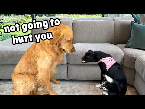 My Dog’s Gentle Approach to a Terrified Rescue Puppy