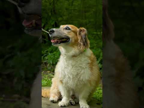 Dachshund-Sheltie Mix #dachshund #sausagedog