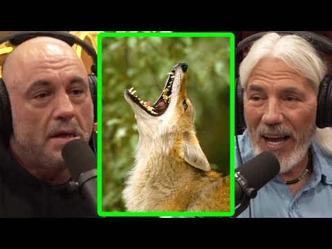 Coyotes Tricked Joe's Dog | Joe Rogan & Dan Flores | JRE 1975